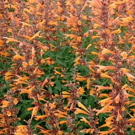 Агастахис оранжевый Apricot Sprite