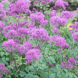Василистник водосборолистный