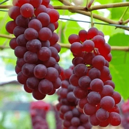 Виноград культурный Swenson Red