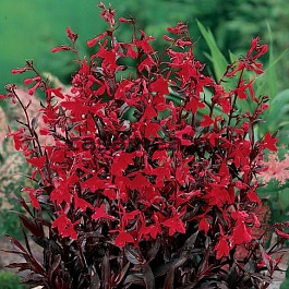 Лобелия прекрасная Русская Принцесса