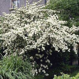 Калина складчатая Rotundifolium