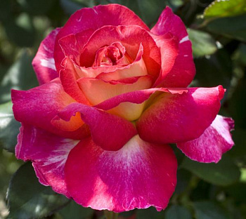 Роза чайно-гибридная Большой (Rose Bolchoi)