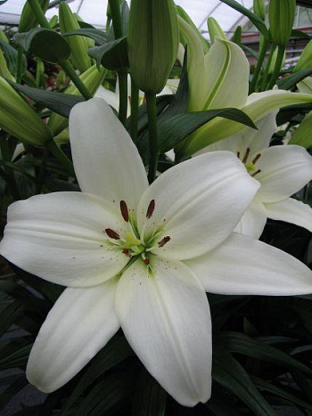 Лилия ЛА-гибрид Арахон