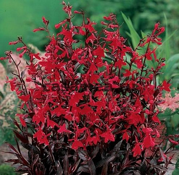 Лобелия прекрасная Русская Принцесса Лобелия прекрасная Русская Принцесса