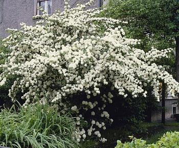 Калина складчатая Rotundifolium