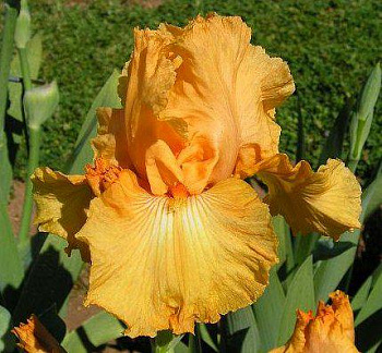 Ирис бородатый Скайфайер Ирис бородатый Скайфайер