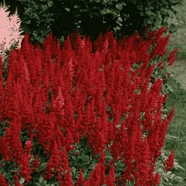 Астильба Арендса Fanal