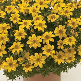 Биденс Bill's Medaillon