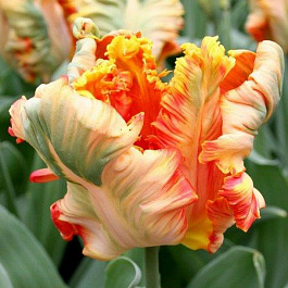 Тюльпан попугайный Пэррот Кинг Тюльпан попугайный Пэррот Кинг