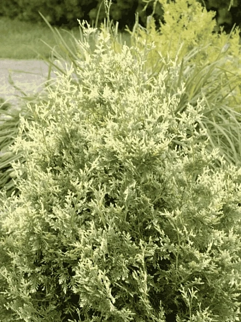 Туя западная Goldperle