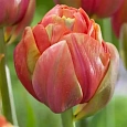 Тюльпан Махровый Princess Unique