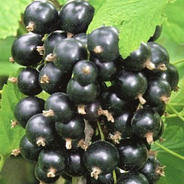 Смородина черная Пилот