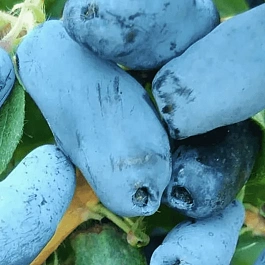 Жимолость плодовая Тундра