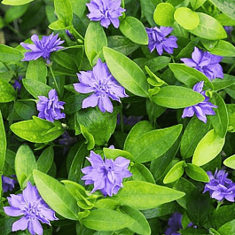 Барвинок малый Plena