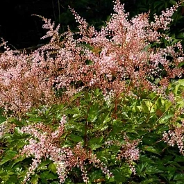 Астильба простолистная Inshriach Pink