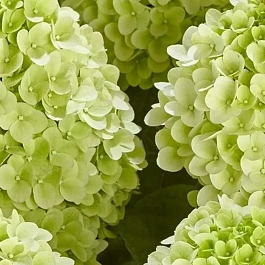 Гортензия метельчатая  Pandora