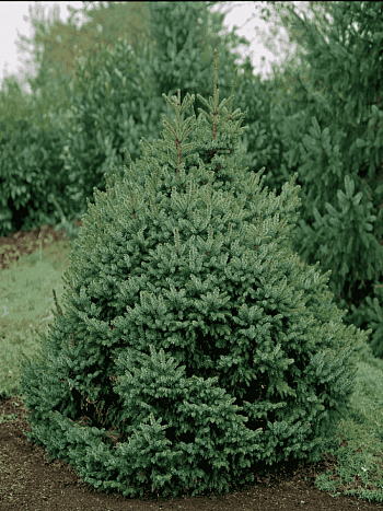 Ель сербская Nana