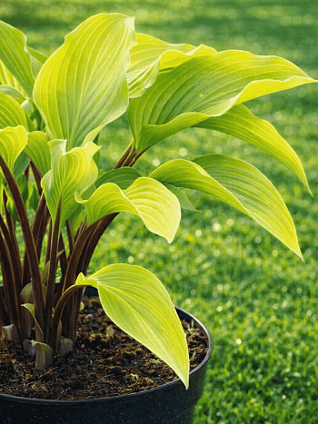 Хоста Funky Monkey