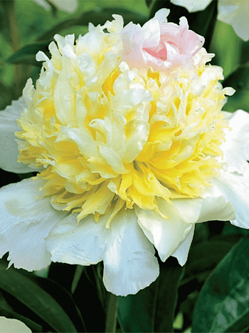 Пион Молочноцветковый Top Brass