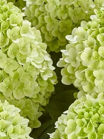 Гортензия метельчатая  Pandora