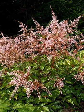 Астильба простолистная Inshriach Pink