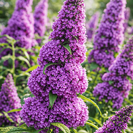 Буддлея давида Peacock