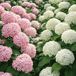 Гортензия древовидная Mix