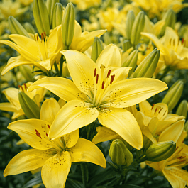 Лилия Pura Luna