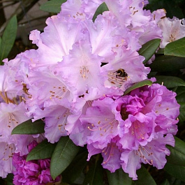 Рододендрон якушиманский Кэролайн Олбрук