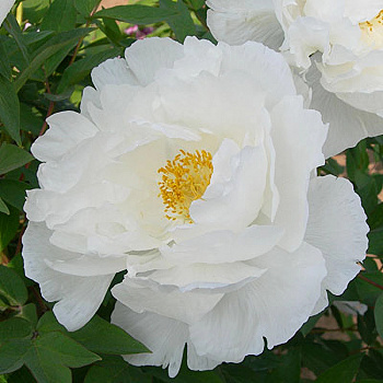 Пион древовидный Сноу Вайт