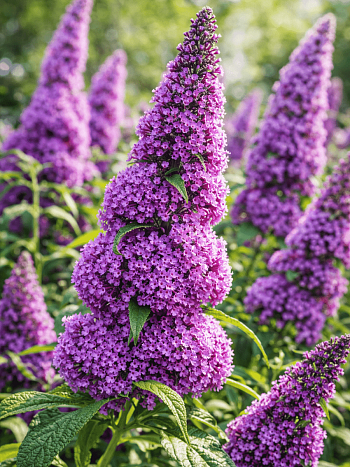 Буддлея давида Peacock