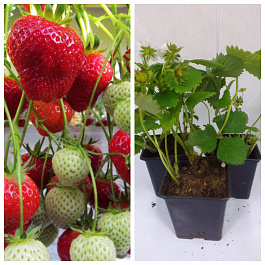 Земляника садовая Сонсейшн НАБОР 3ШТ