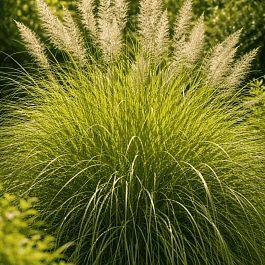 Осока власовидная Phoenix Green