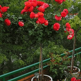 Роза штамбовая Midsummer