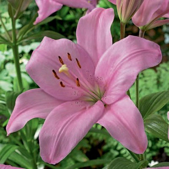 Лилия ЛА-гибрид Олгаве