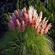 Кортадерия Селло Rose Plume