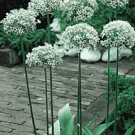 Лук декоративный Nigrum