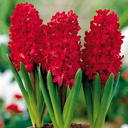 Гиацинт садовый Ред Глори