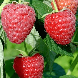 Малина обыкновенная Полесье