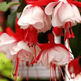 Фуксия ампельная leonita double red-white