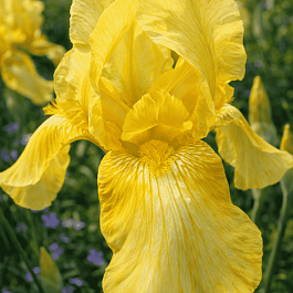 Ирис германский Maui Moonlight