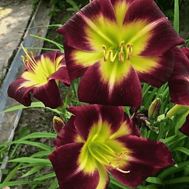 Лилейник Night Beacon