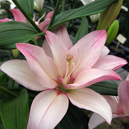 Лилия азиатская махровая Бентли Лилия азиатская махровая Бентли