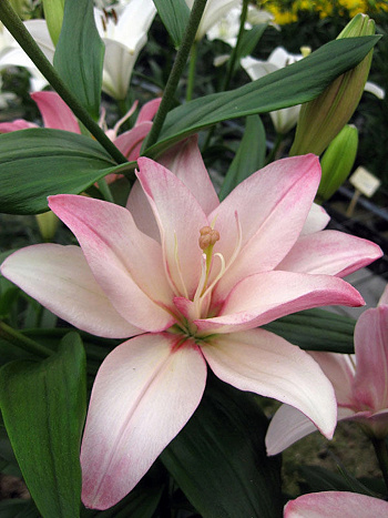 Лилия азиатская махровая Бентли