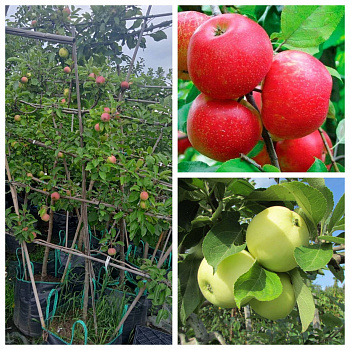 Яблоня пальметта на шпалере 5 лет+ Хоней Крисп-Налив белый