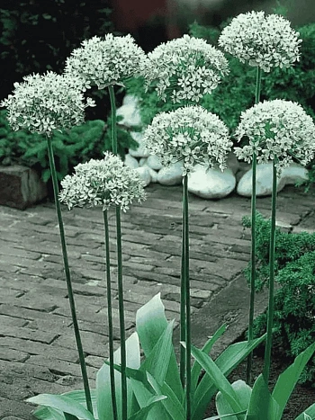 Лук декоративный Nigrum