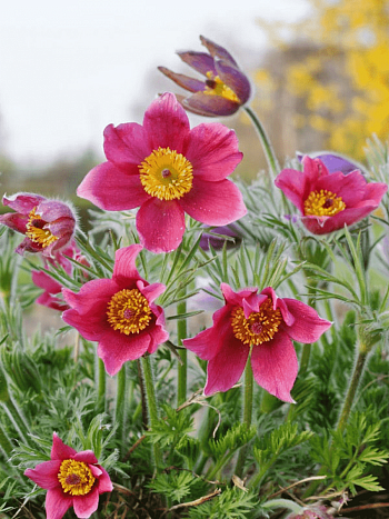 Прострел обыкновенный Rosen Glocke