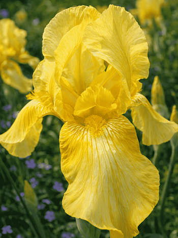 Ирис германский Maui Moonlight