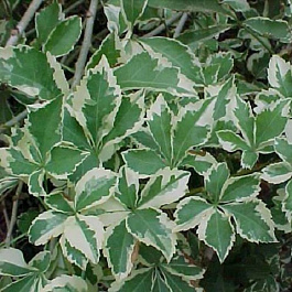 Элеутерококк Зибольда Вариегатус
