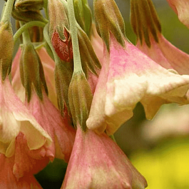 Примула Вальтона